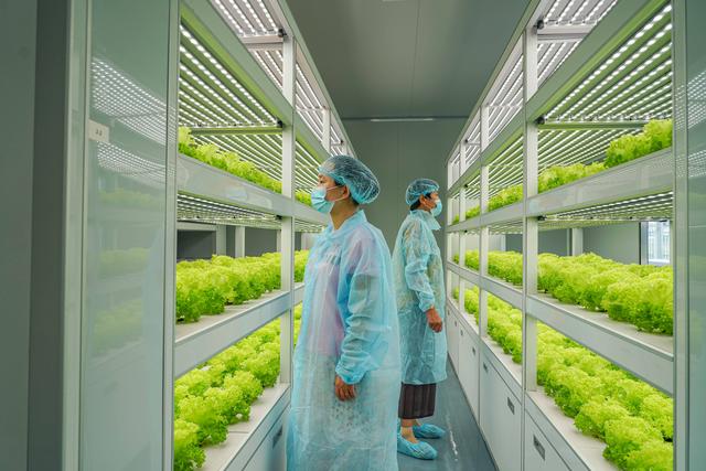 植物工廠建設(shè)要注意什么？植物工廠建設(shè)得注意哪些問(wèn)題？